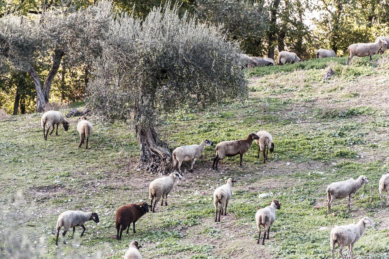 Tenuta San Felice Giano dellʼUmbria Exterior foto